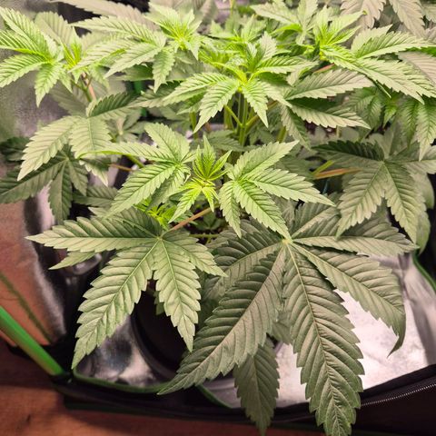 Northern Lights 2 growlog timeline photo