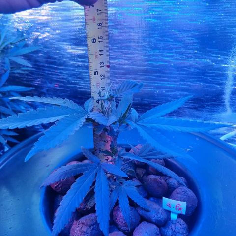  GP #1 L01 Hidro growlog timeline photo