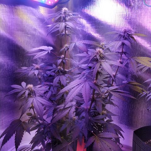 HB #1 L01 growlog timeline photo