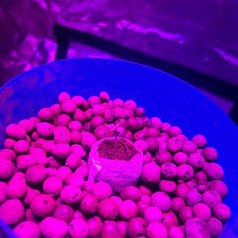 Blueberry Muffin growlog timeline photo