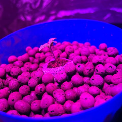 Blueberry Muffin growlog timeline photo