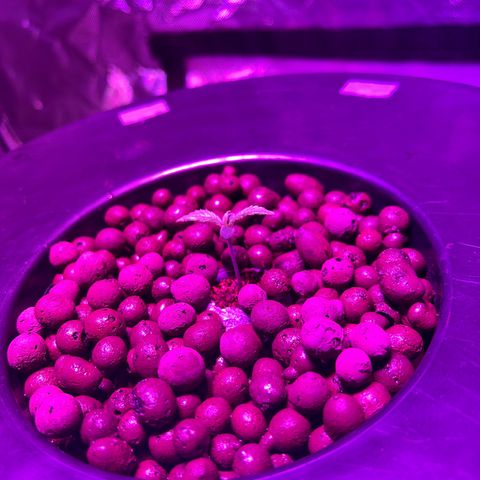 Blueberry Muffin growlog timeline photo