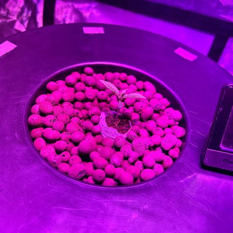 Blueberry Muffin growlog timeline photo