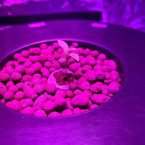 Blueberry Muffin growlog timeline photo