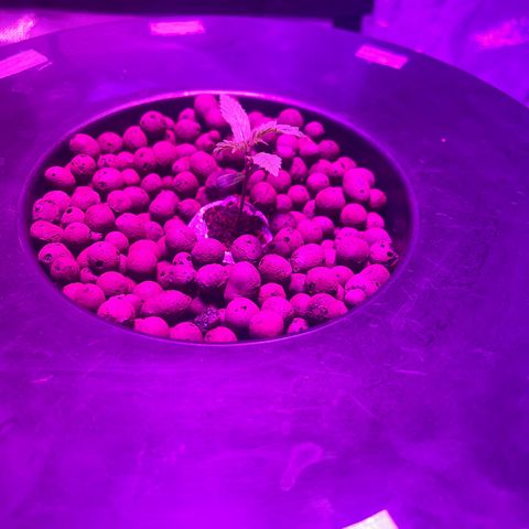 Blueberry Muffin growlog timeline photo