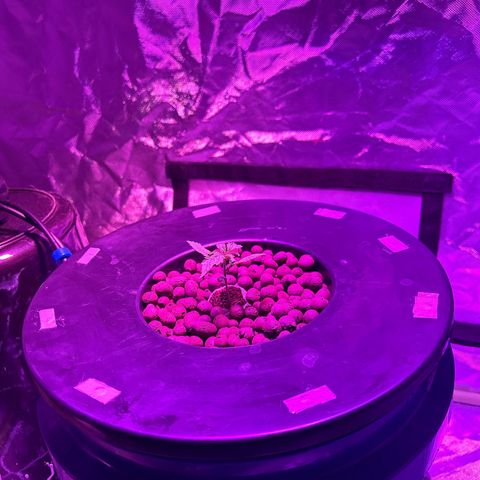 Blueberry Muffin growlog timeline photo