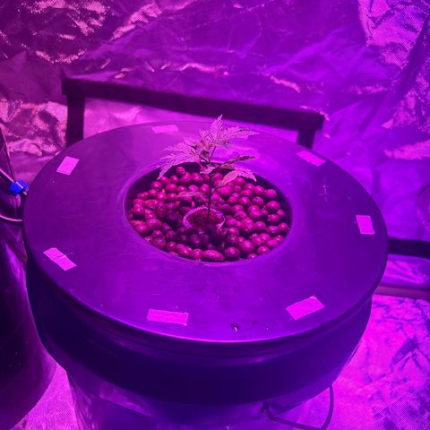 Blueberry Muffin growlog photo: Was a lil to quick with the nutrients so kinda stunted her and fried the first few leaves but she’s recovering I’m probably goin to add a lil extra veg time so she can rocoup properly