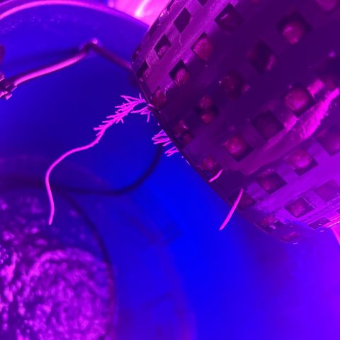 Blueberry Muffin growlog photo: Lotus nutrients has my roots much healthier this go around and has them growing quickly. 