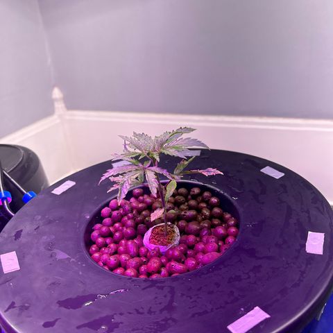 Blueberry Muffin growlog timeline photo