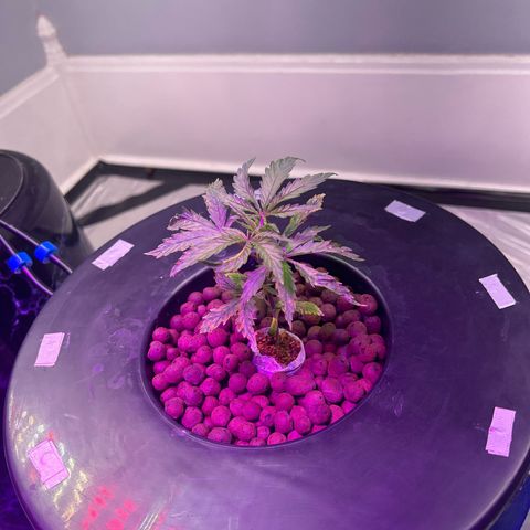 Blueberry Muffin growlog photo: We have recovered from the nutrient burn and are growing strong and healthy!!