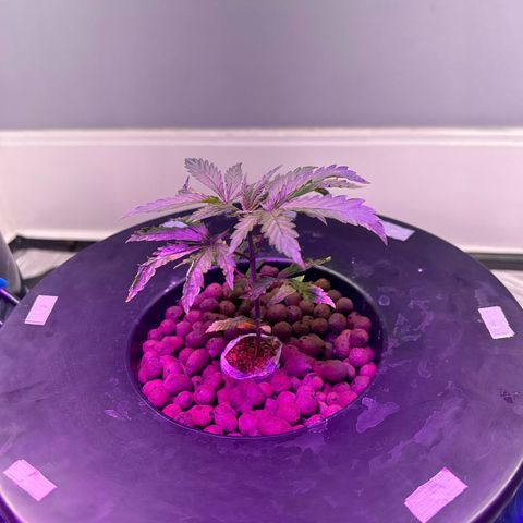 Blueberry Muffin growlog timeline photo