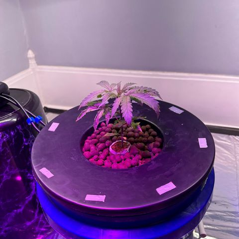 Blueberry Muffin growlog timeline photo