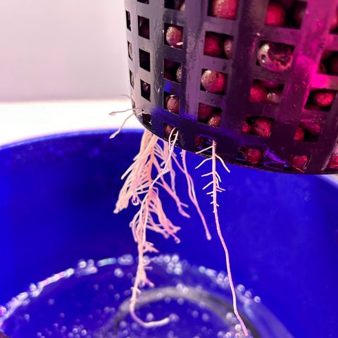 Blueberry Muffin growlog timeline photo