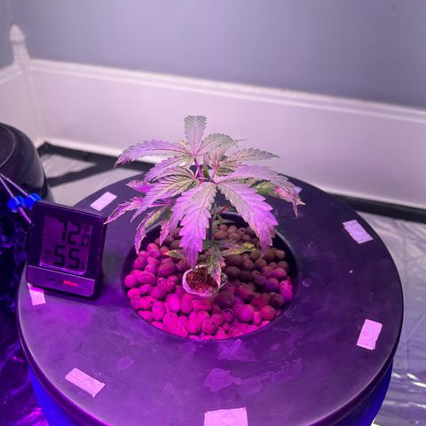 Blueberry Muffin growlog timeline photo