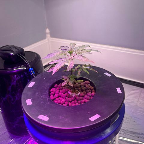 Blueberry Muffin growlog timeline photo