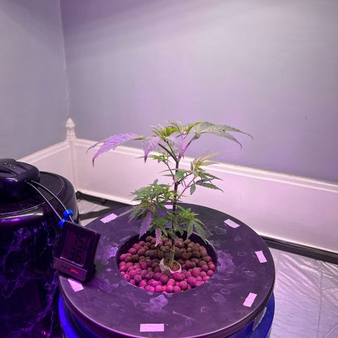 Blueberry Muffin growlog timeline photo