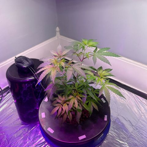 Blueberry Muffin growlog timeline photo