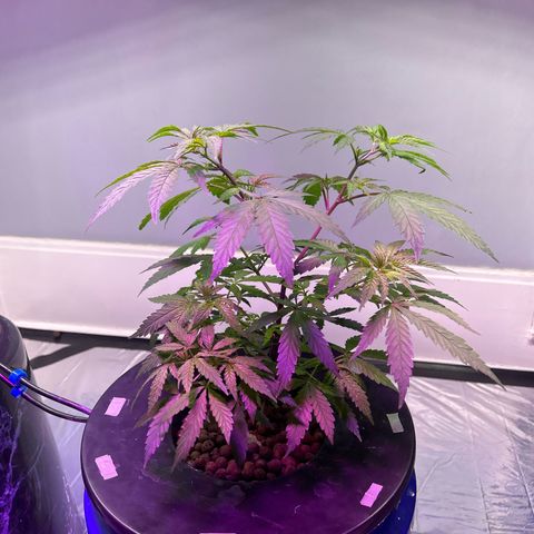 Blueberry Muffin growlog timeline photo
