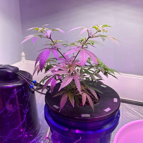 Blueberry Muffin growlog timeline photo