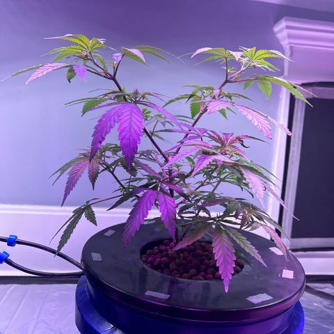 Blueberry Muffin growlog timeline photo
