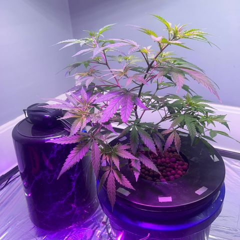 Blueberry Muffin growlog timeline photo