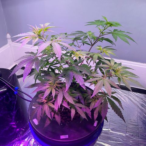 Blueberry Muffin growlog timeline photo