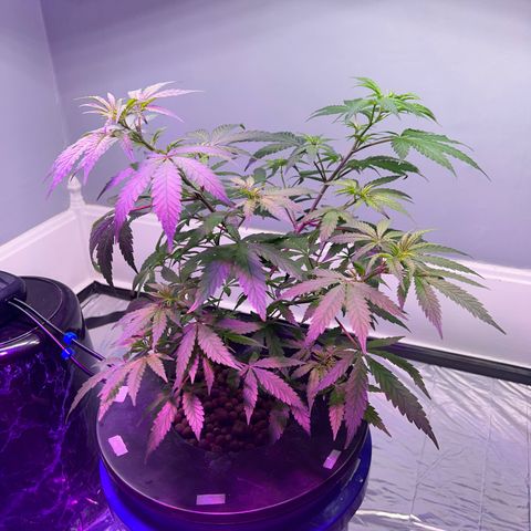 Blueberry Muffin growlog timeline photo