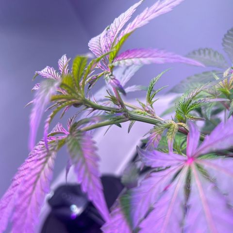 Blueberry Muffin growlog timeline photo