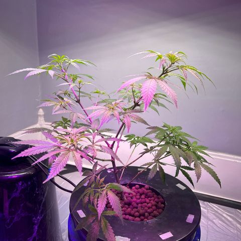 Blueberry Muffin growlog photo: Final major trim in the early flower phase. Lollipopped her to focuse all the growth on the upper branches. I do expect with a heavier defoliation that she will need about an extra week or two and for once I’m going to be ridiculously patient as she flowers!!