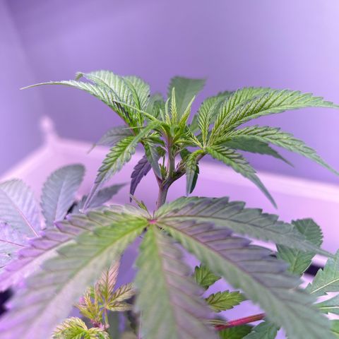Blueberry Muffin growlog timeline photo