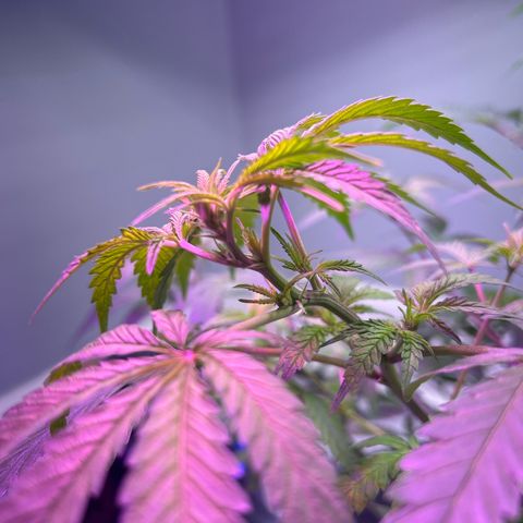 Blueberry Muffin growlog timeline photo
