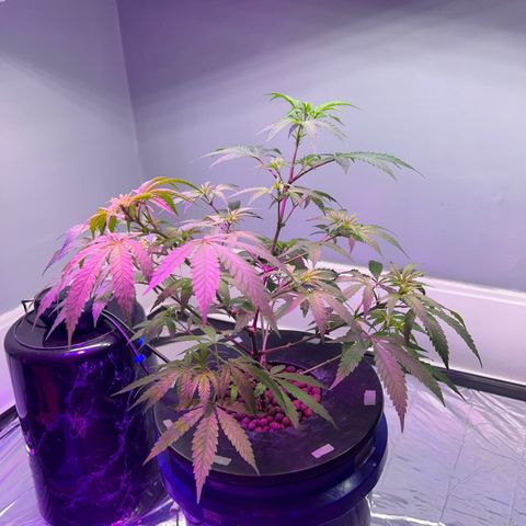 Blueberry Muffin growlog timeline photo
