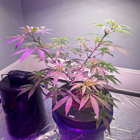 Blueberry Muffin growlog timeline photo