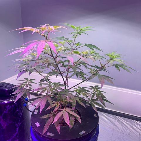 Blueberry Muffin growlog timeline photo