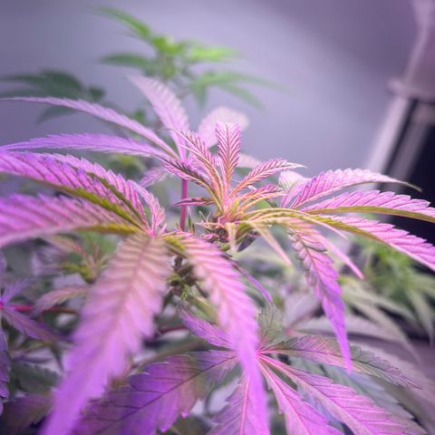 Blueberry Muffin growlog timeline photo