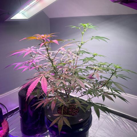 Blueberry Muffin growlog timeline photo
