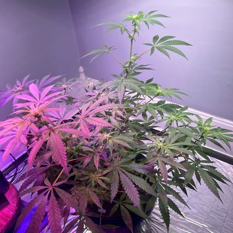 Blueberry Muffin growlog timeline photo