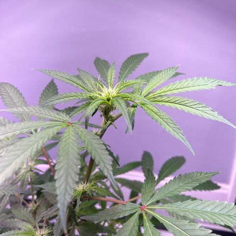 Blueberry Muffin growlog timeline photo