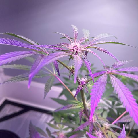 Blueberry Muffin growlog timeline photo