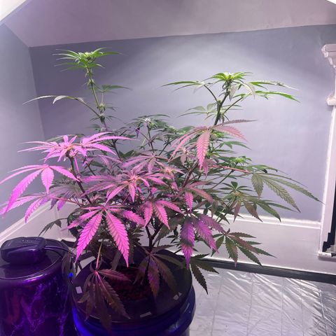 Blueberry Muffin growlog timeline photo