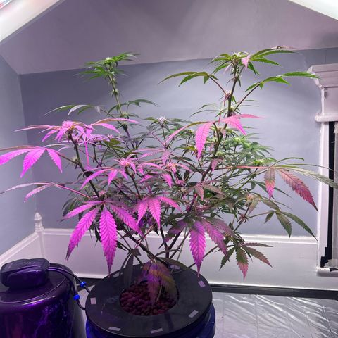 Blueberry Muffin growlog timeline photo