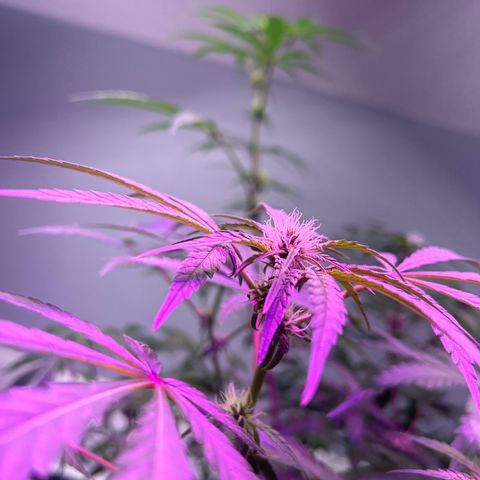 Blueberry Muffin growlog timeline photo