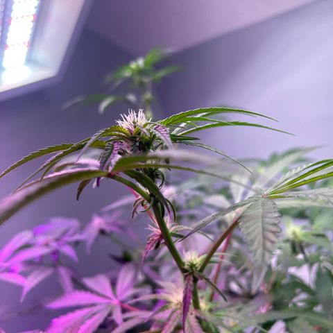 Blueberry Muffin growlog timeline photo