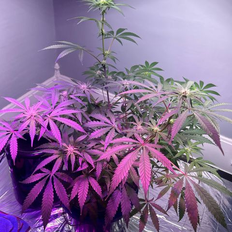 Blueberry Muffin growlog timeline photo