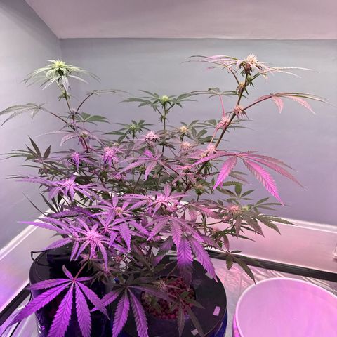 Blueberry Muffin growlog timeline photo