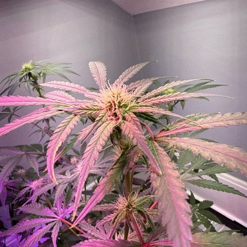 Blueberry Muffin growlog timeline photo