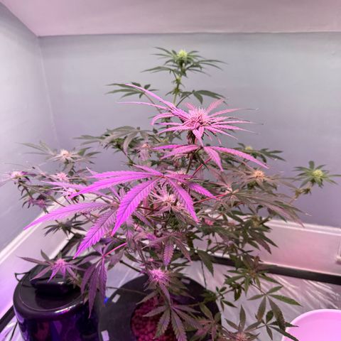 Blueberry Muffin growlog timeline photo