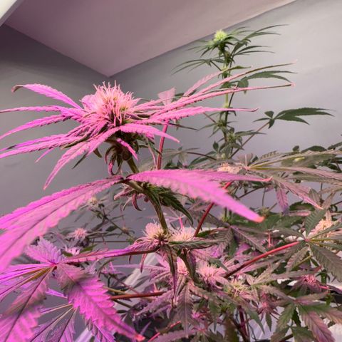 Blueberry Muffin growlog timeline photo