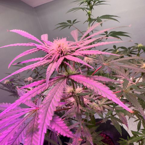 Blueberry Muffin growlog timeline photo