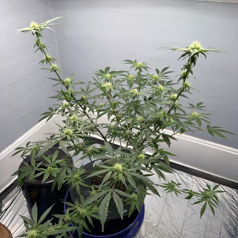 Blueberry Muffin growlog timeline photo